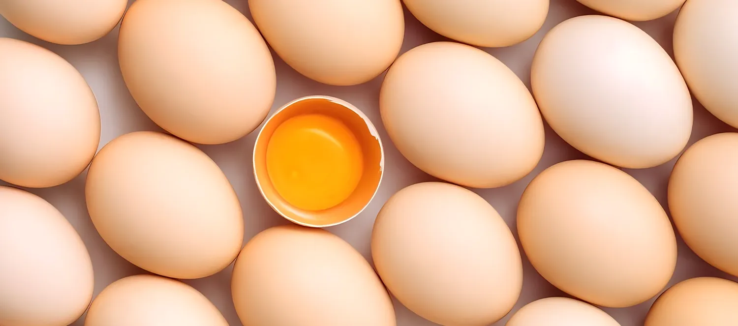 sustainable egg packaging concept